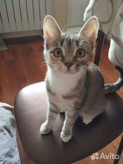Кошка