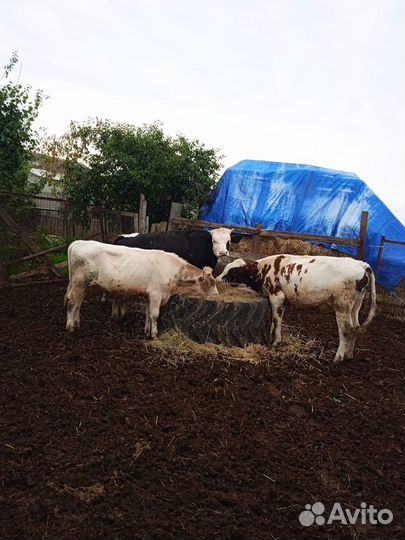 Продается корова, бычки