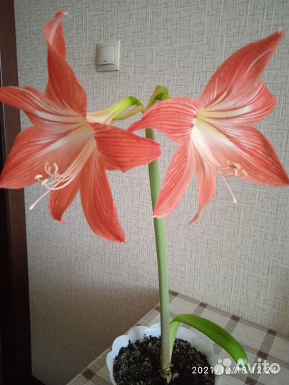 Амарилис-комнатный цветок