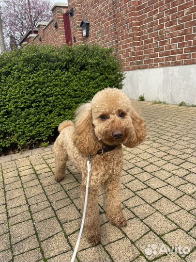 Вязка собак пудель