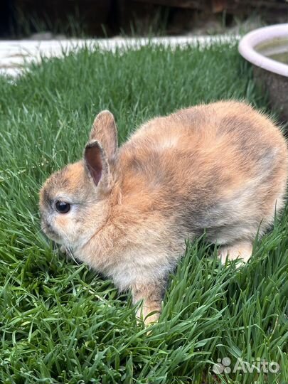 Декоративные кролики