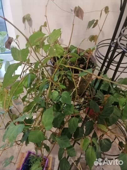 Циссус элен даника