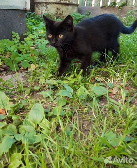 Кошка в дар