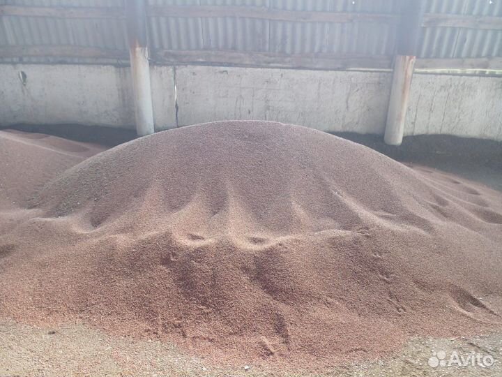 Редька масличная, сорт Тамбовчанка