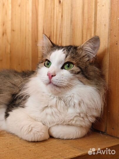 Кот бесплатно