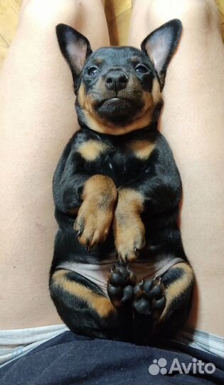 Щенки цвергпинчера