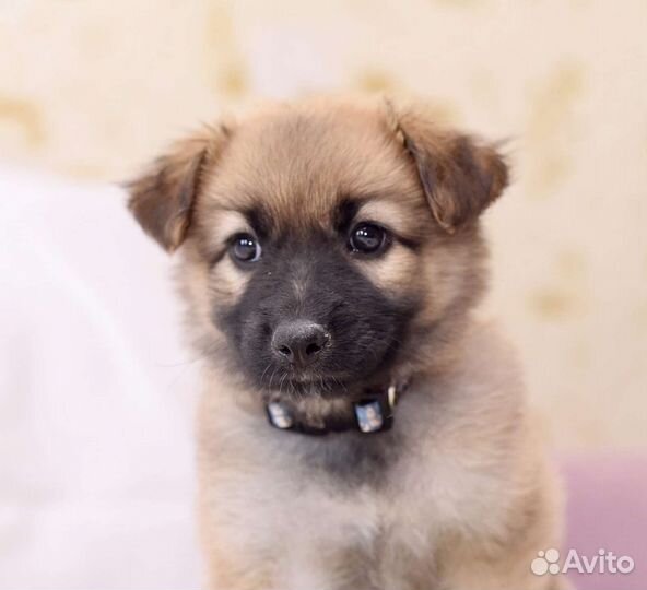 Щенки в добрые руки бесплатно