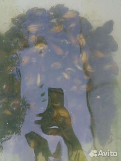 Перловица, речная мидия