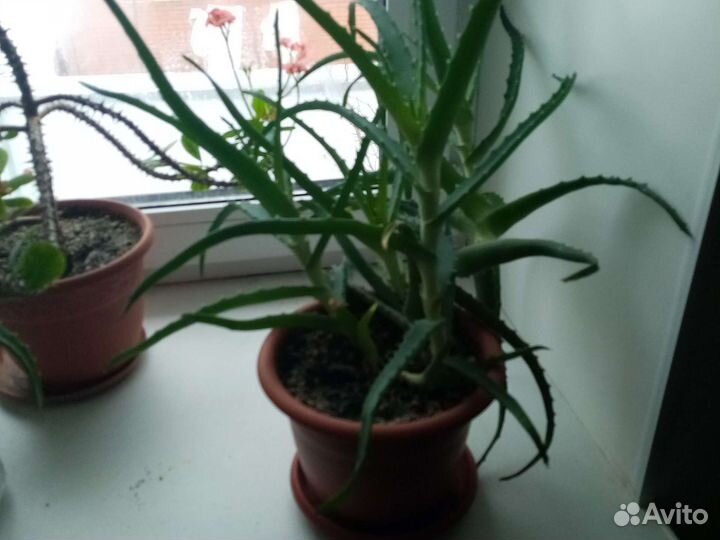 Продам цветы разные