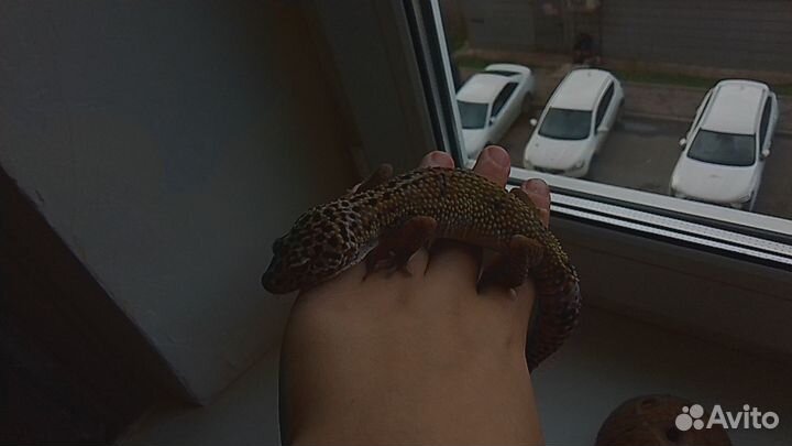 Геккон эублефар самка