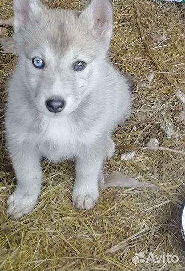 Щенки хаски