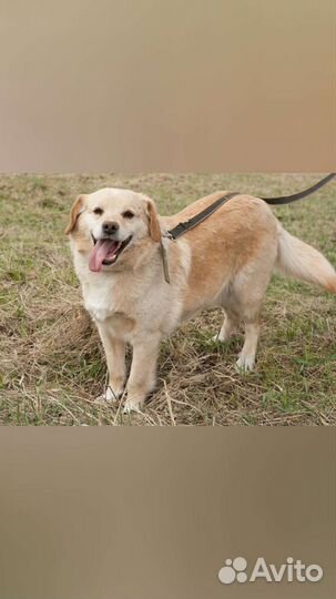 Собаки бесплатно в добрые руки