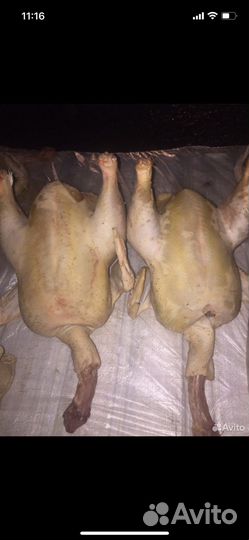 Куры цыплята индейка