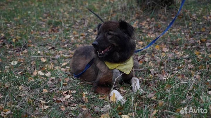 Собака из приюта