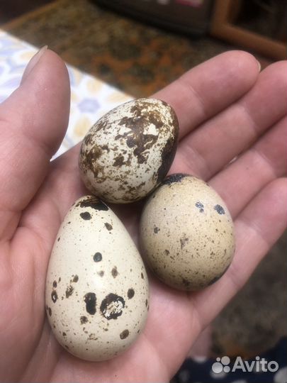 Яйца перепелиные домашние