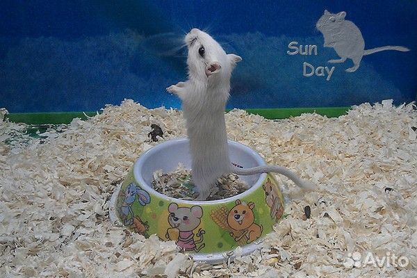 Монгольские песчанки из питомника