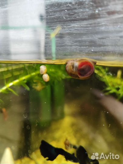 Улитки аквариумные