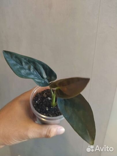 Сингониумы