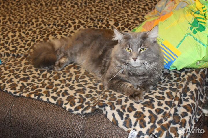 Кот на вязку за котенка