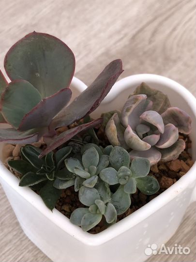 Суккуленты композиция