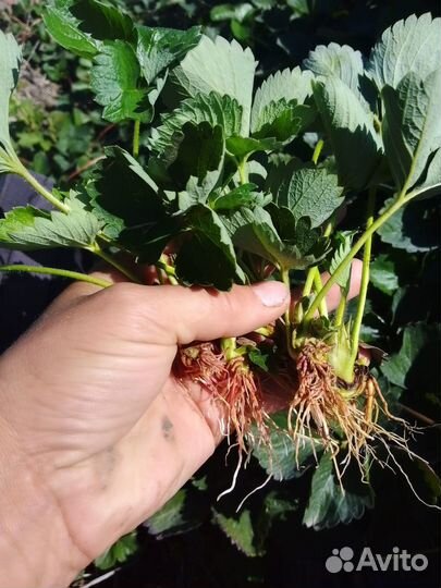 Рассада клубники