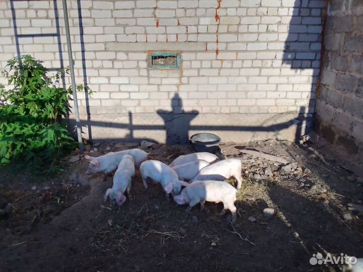Белые русские