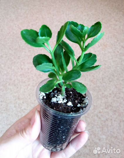 Каланхоэ цветущий махровый, разные цвета