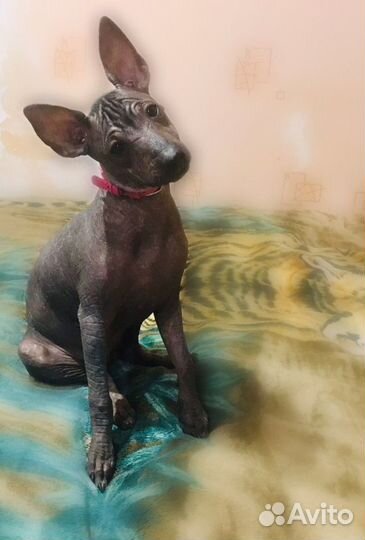 Ксолоитцкуинтли Шарлотта