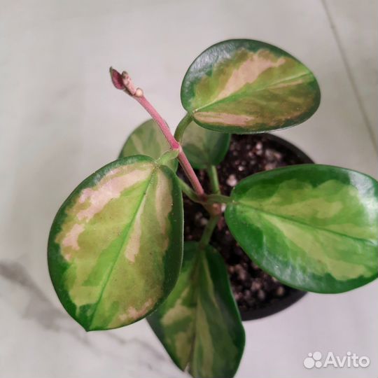 Хойя Аустралис Лиза