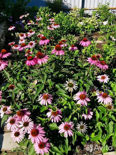 Эхинацея