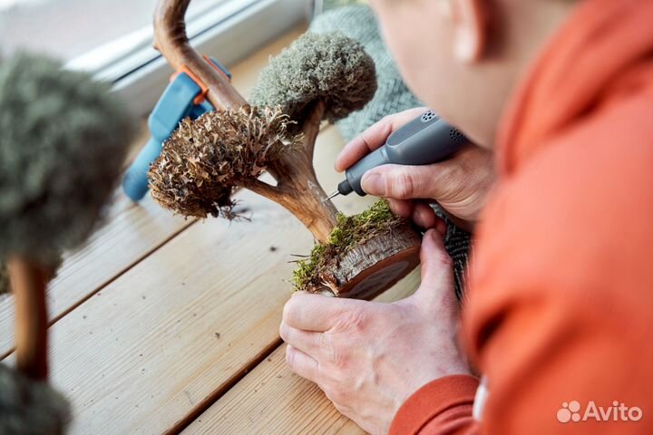 Цетрария живое дерево