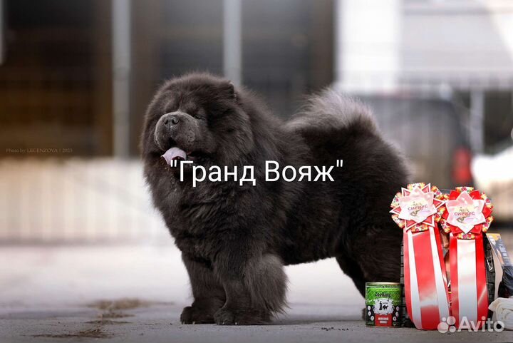 Черные детки