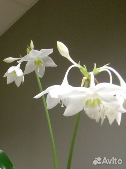 Эухарис амазонская лилия