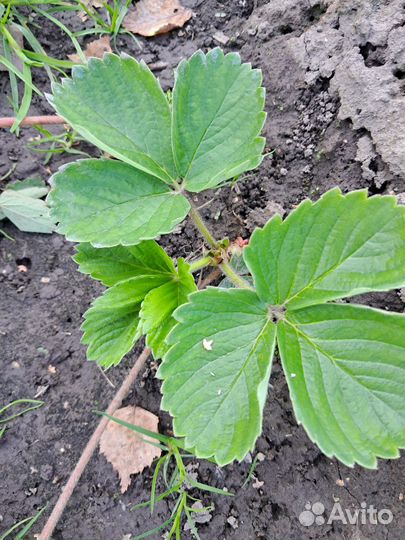 Рассада клубники