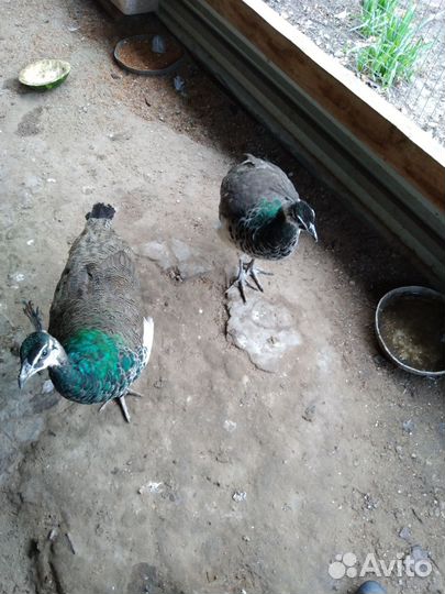 Павлины индийские. Яйца инкубационные