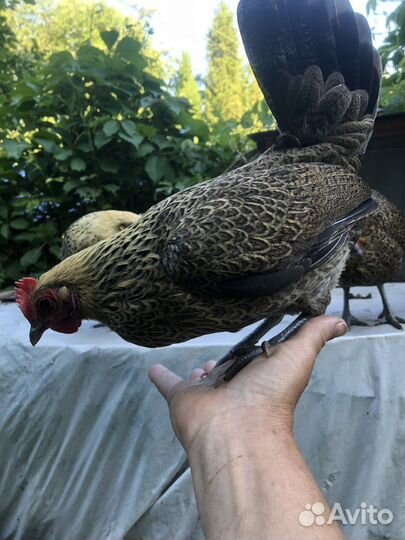 Петушки, цыплята Бентамки, Антверпенская бородатая