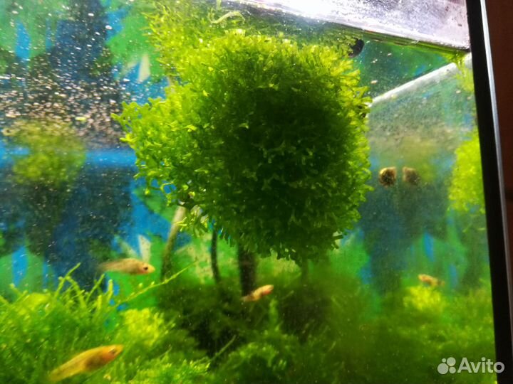 Мох для аквариума
