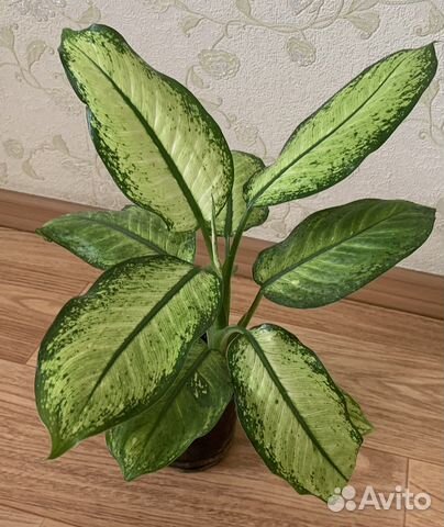 Диффенбахия