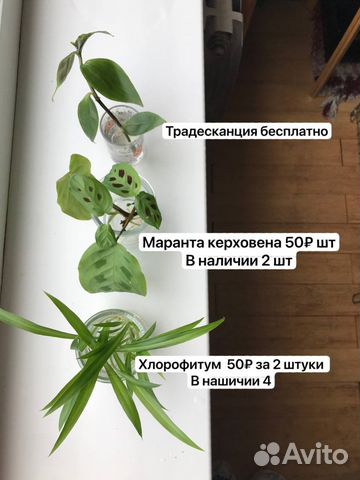 Излишки черенки комнатных растений купить в Москве | Товары для дома и ...