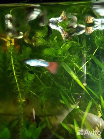 Аквариумная рыбка