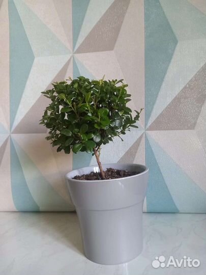 Мирсина африканская в капшо