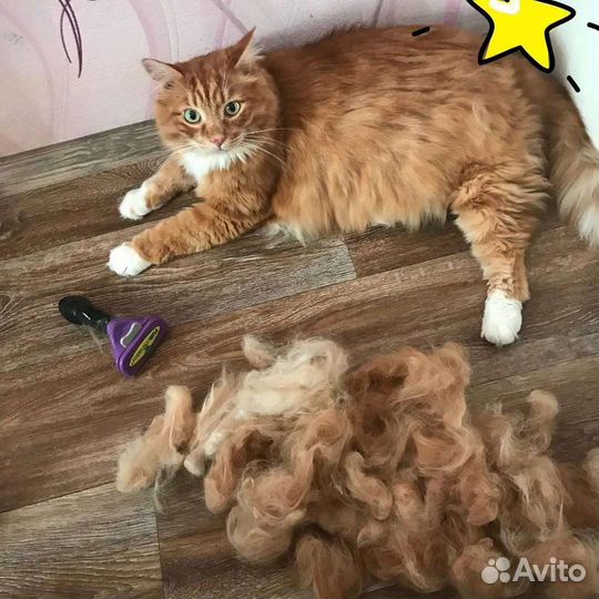 Груминг / экспресс линька