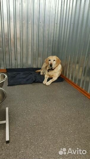 Зоогостиница для собак и кошек г. Петрозаводск