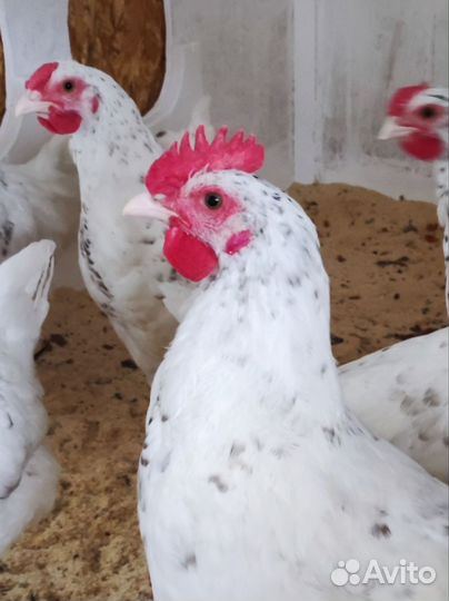 Породистые петушки