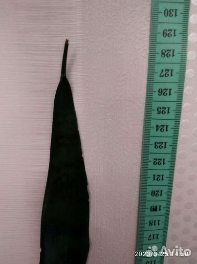 Хатиора/Сансевиерия/хойя/суккулент