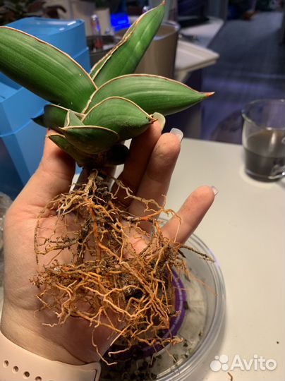 Сансевьерия самурай