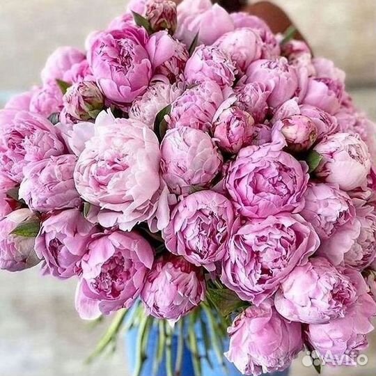 Пионы Букет пионов