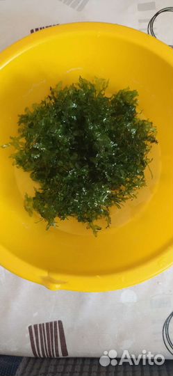 Прополка аквариума