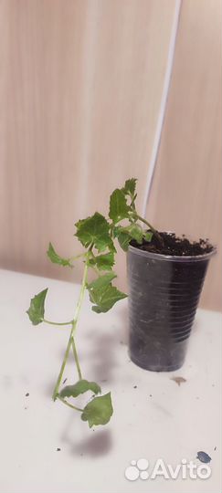 Лофос (Лофоспермум) розовый