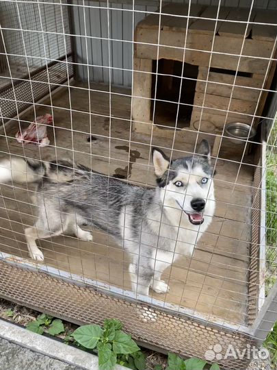 Хаски в добрые руки